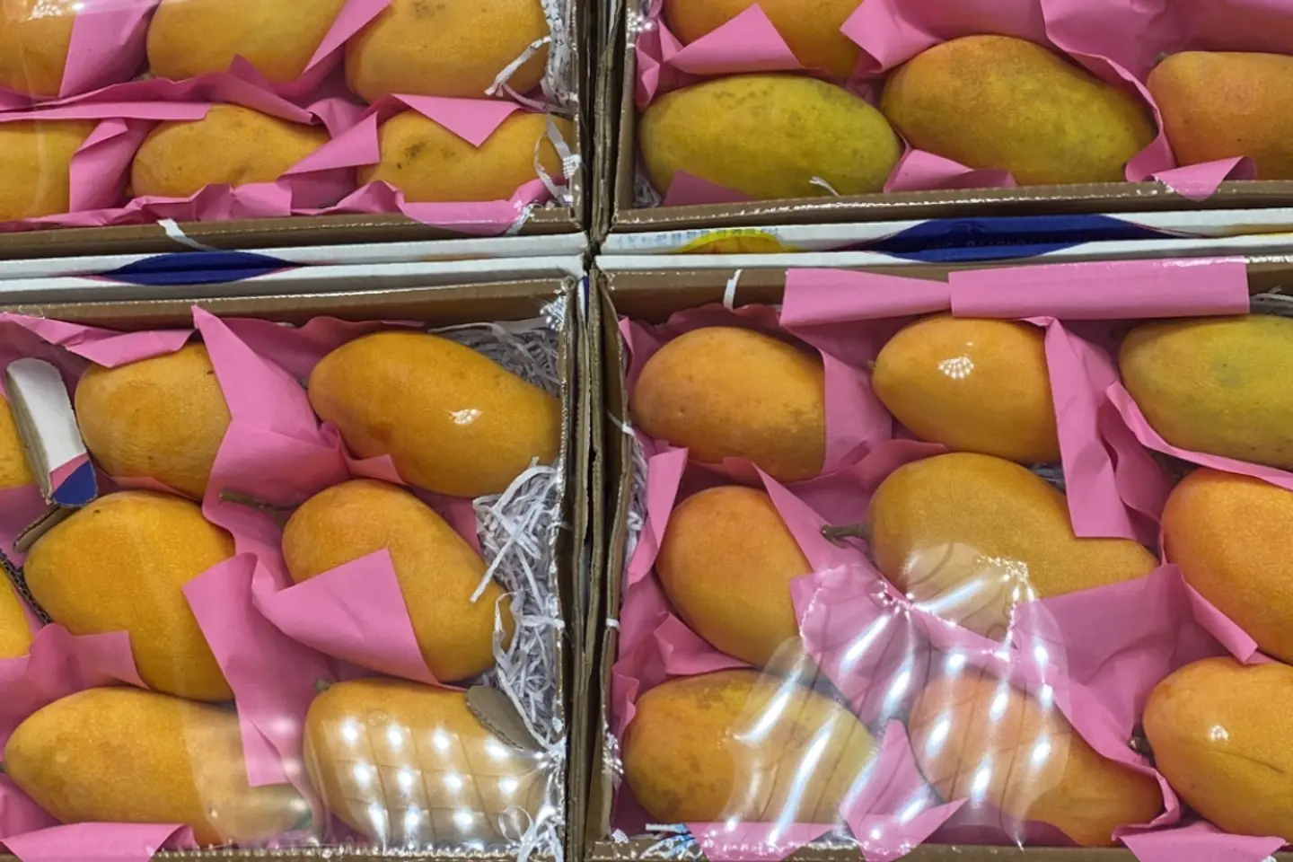 مانجو تيمور يمني فاخر - ٥٠٠جرام