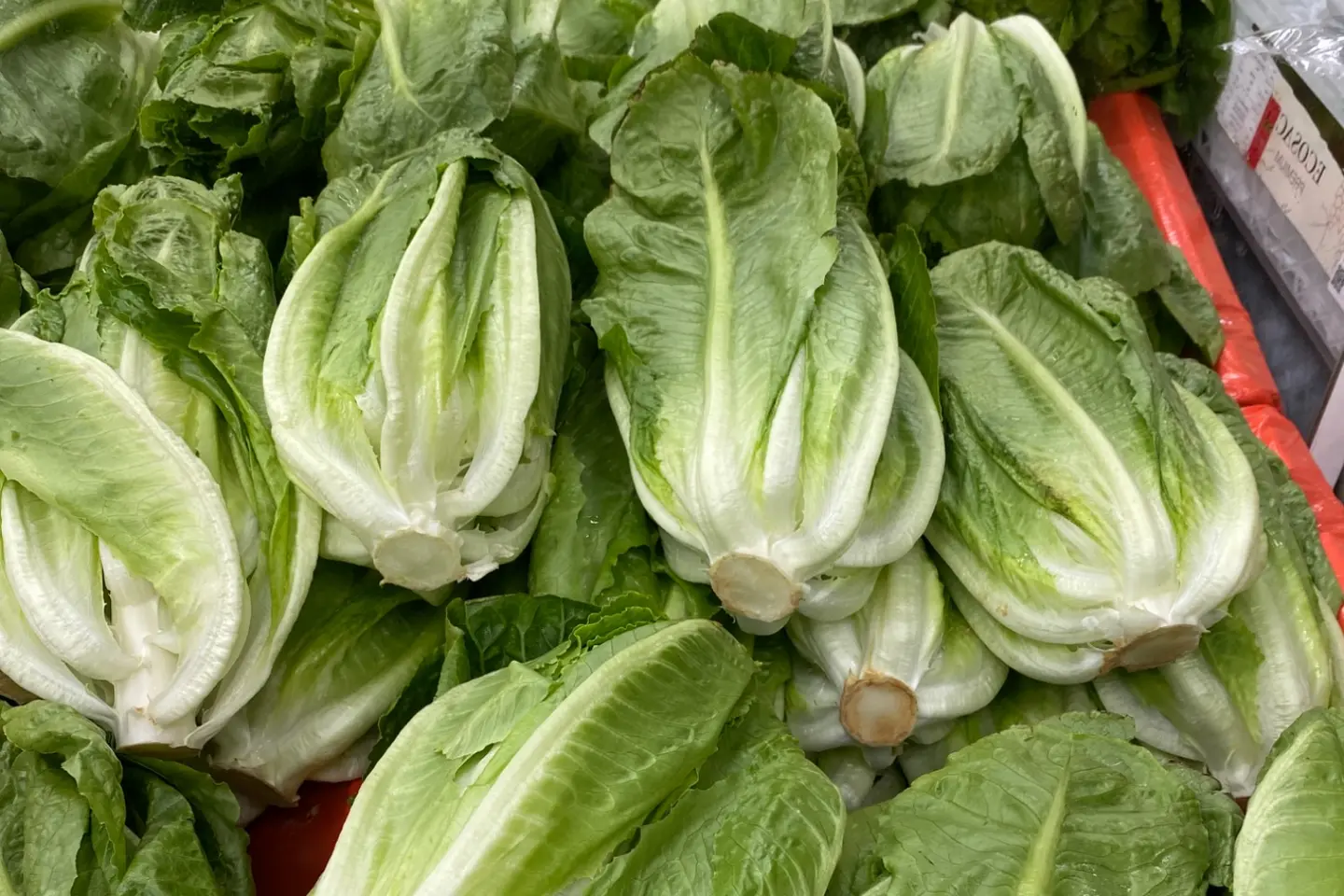 خس عادي الحبه - خس عادي ٣حبات