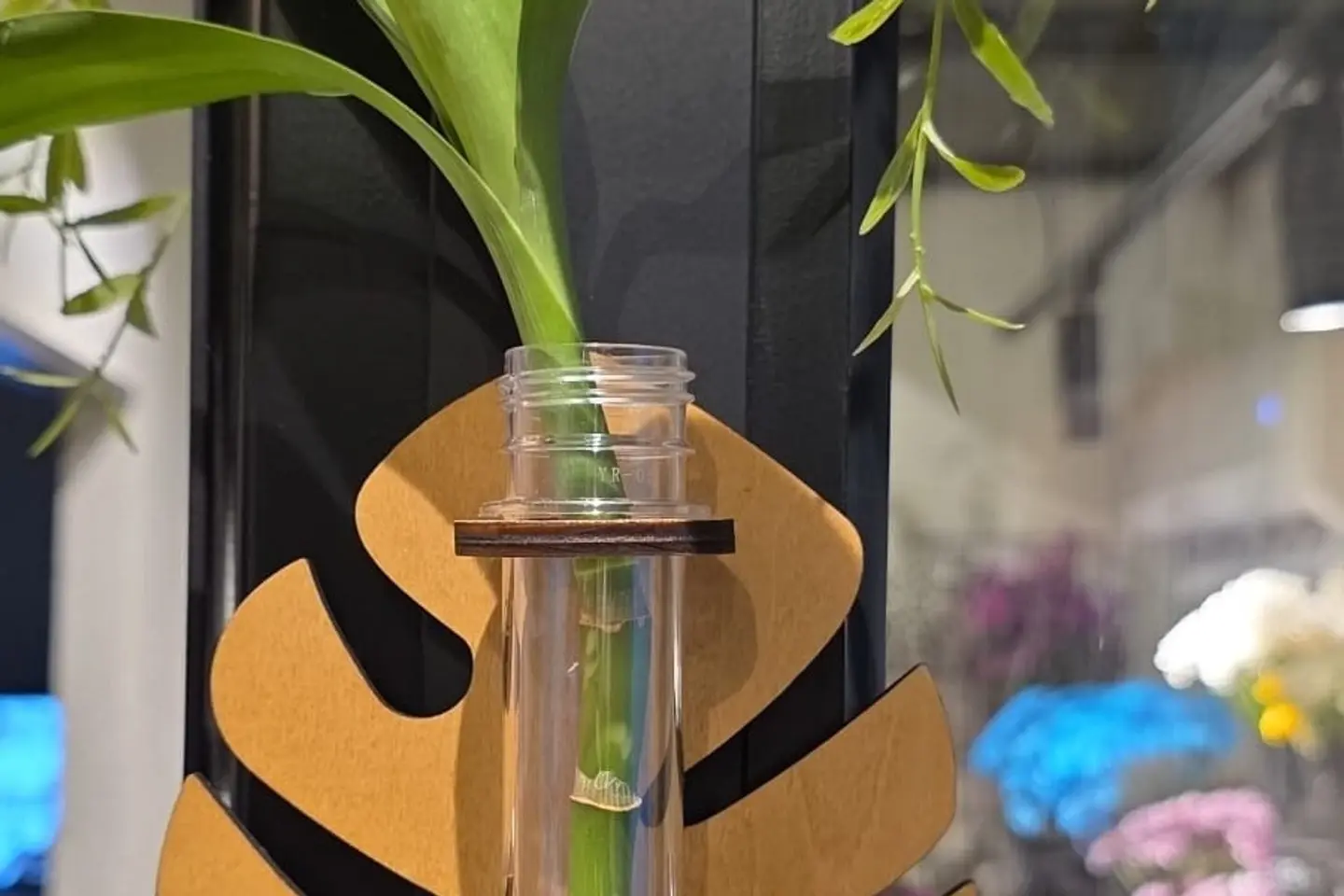 النبات المعلق الخشبي ١ - غصن بامبو