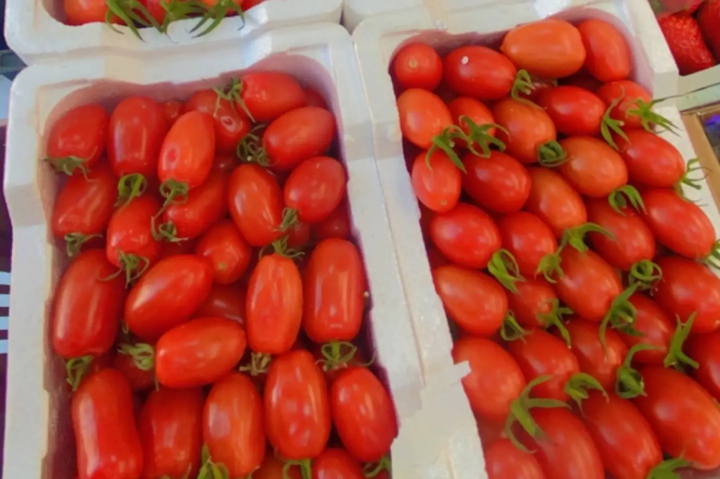 طماط شيري - طماطم شيري فلين