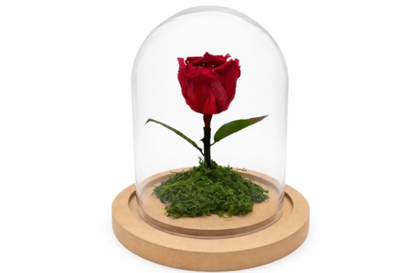 لاكسريجي وردة الحياة ٠٢٣٨ - ورد أبيض