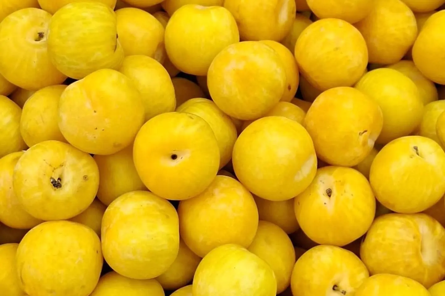 غوجه اصفر - ٥٠٠جرام