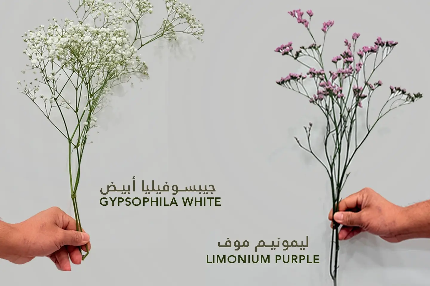 Gypsophila Limonium - Gypsophila White