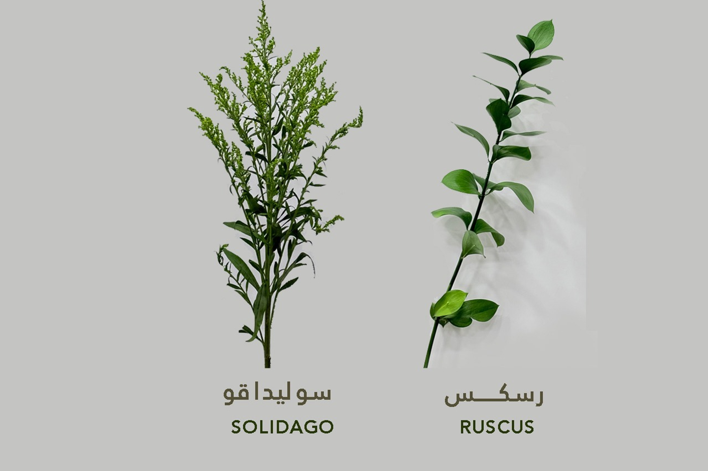 Accessories - Ruscus