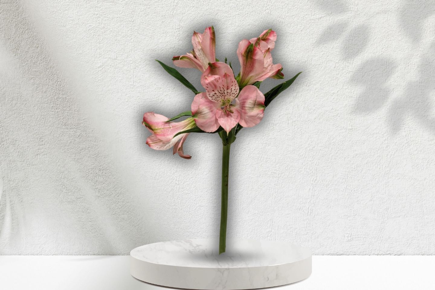 Alstroemeria - Pink