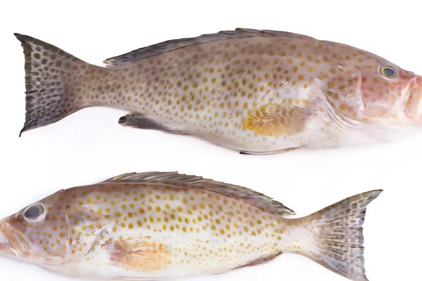 Hamour - Fried 500 G