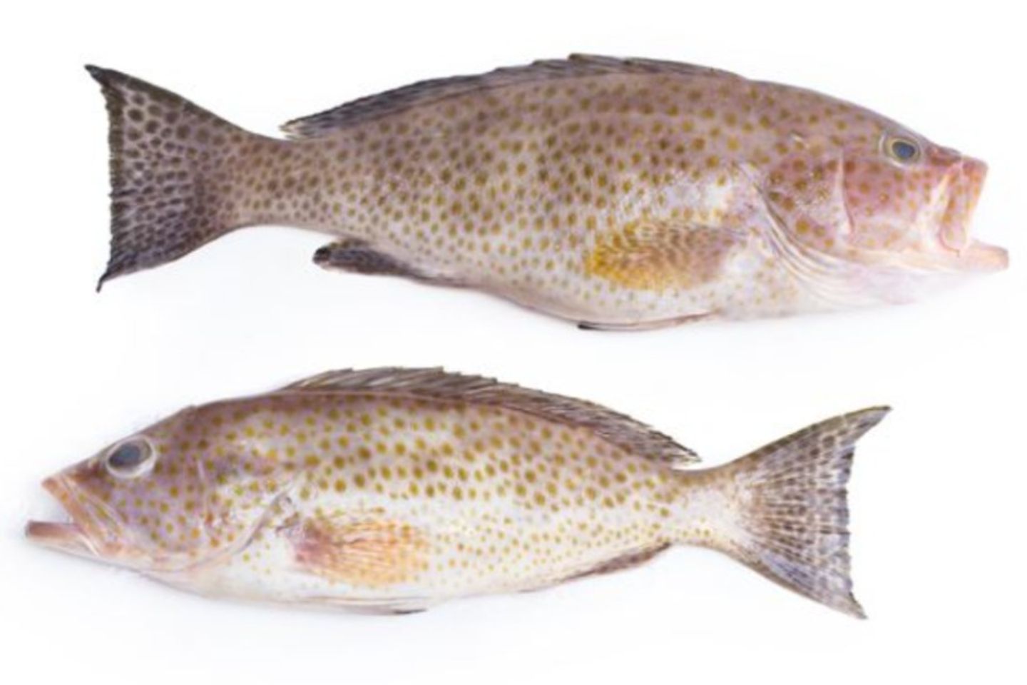 Hamour - Fried 500 G