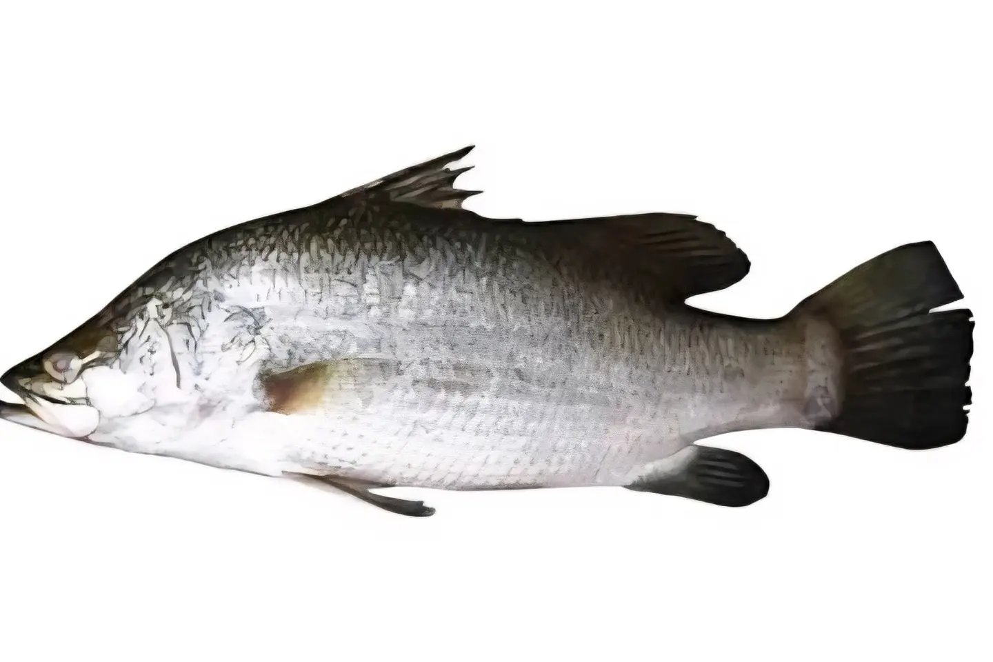 Qaros - Charcoal Grilled1 Kilo