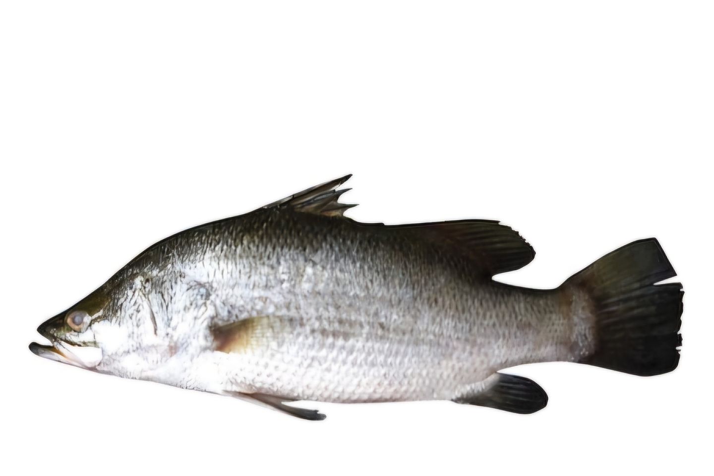 Qaros - Charcoal Grilled