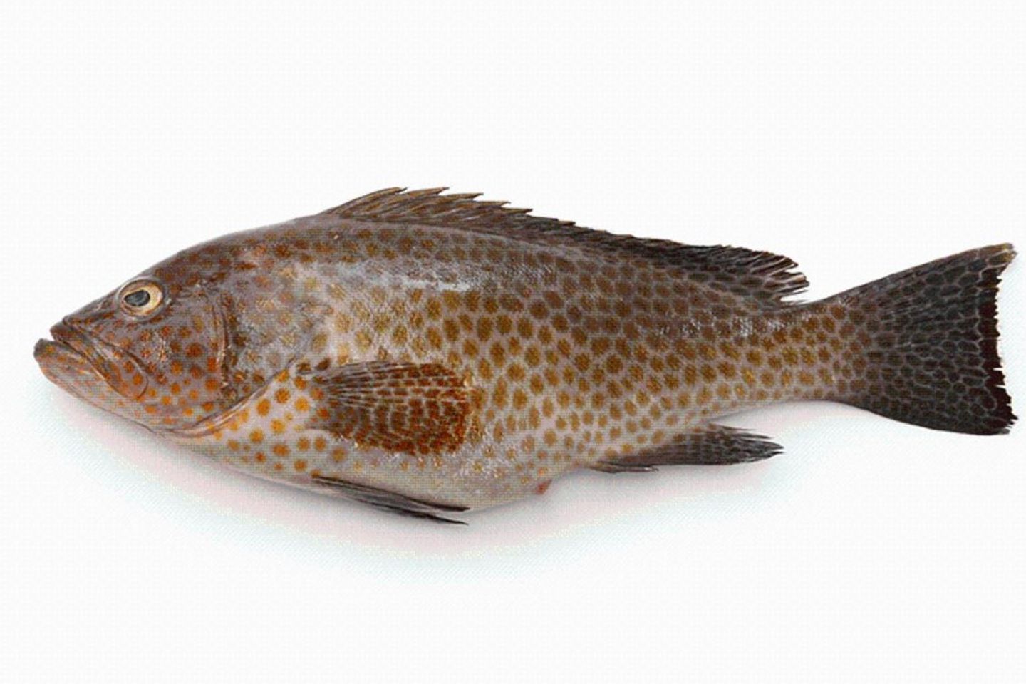 Balloon Grouper - Grilled Sanjari