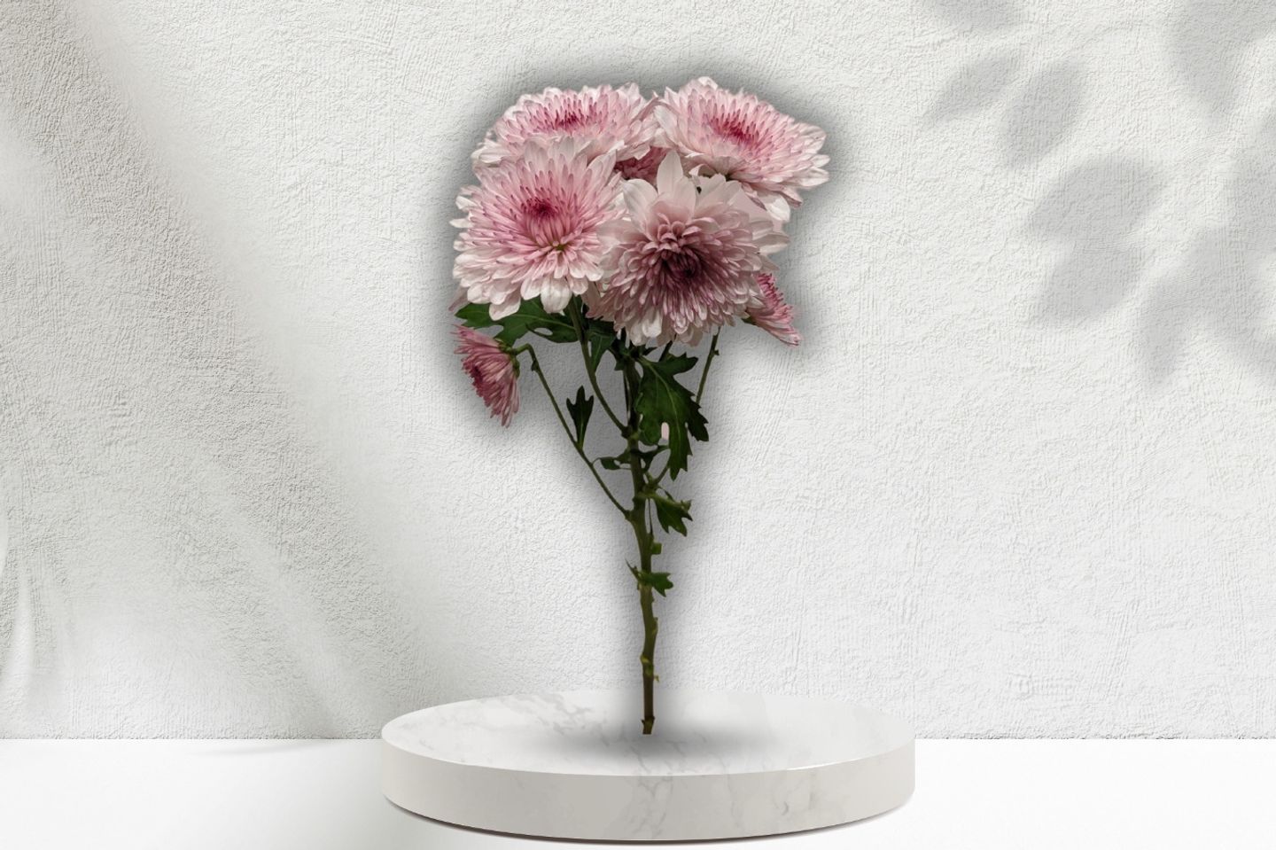 Creez Flower - Creez Flower