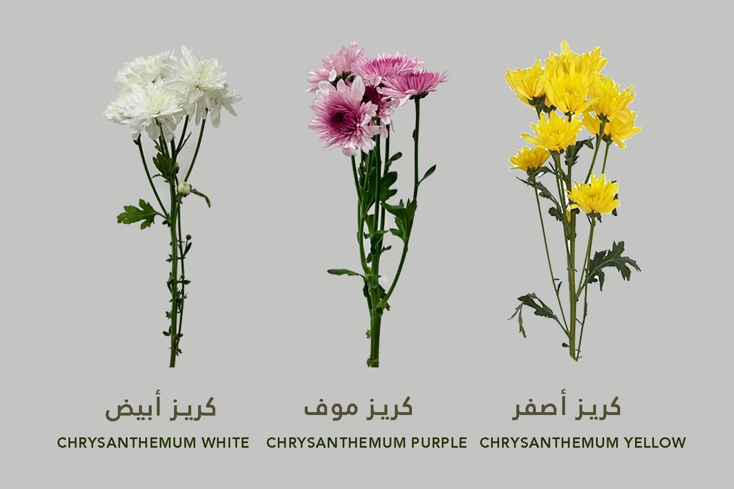 Chrysanthemum Flower - Chrysanthemum White