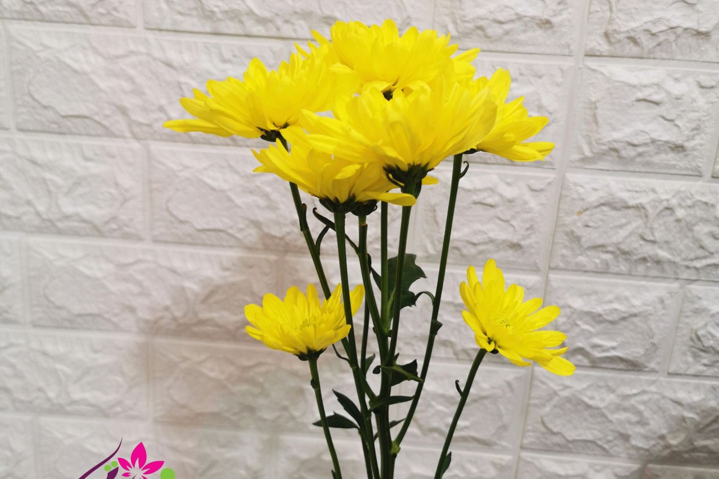 Chrysanthemum - Burble