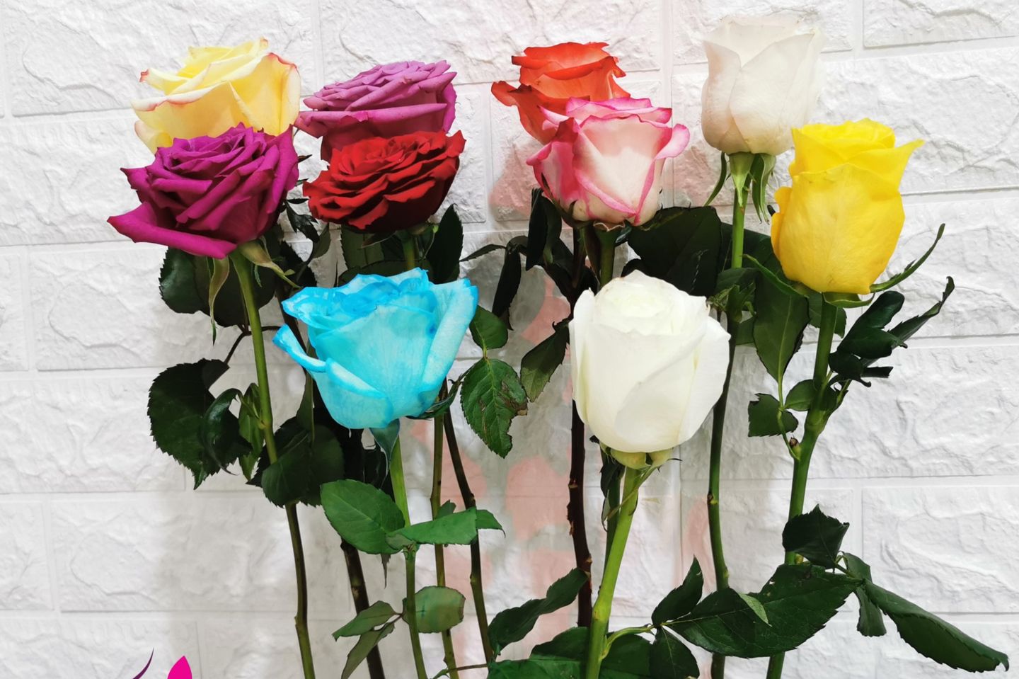 Rose - Blu