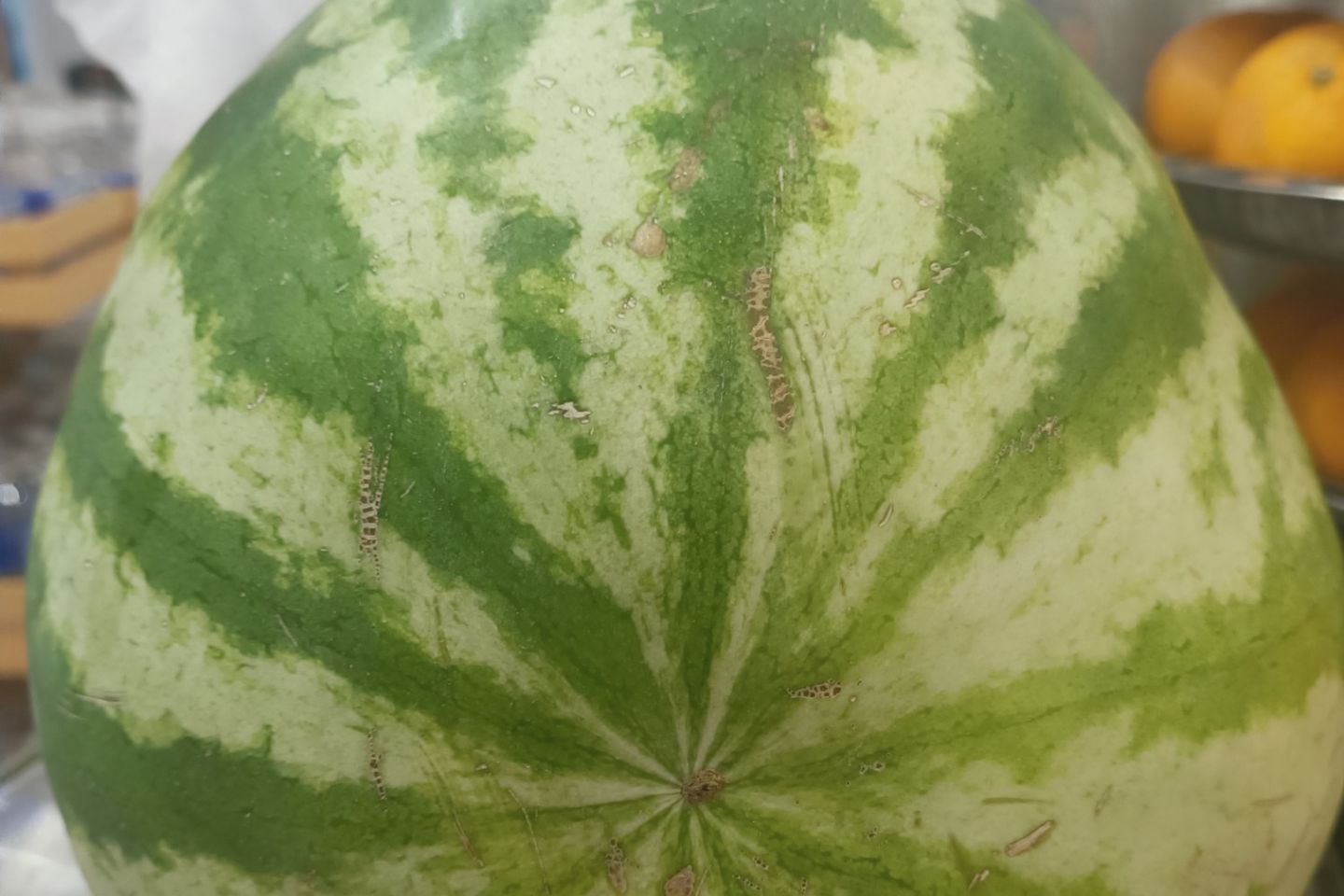 بطيخ - صغير كوب