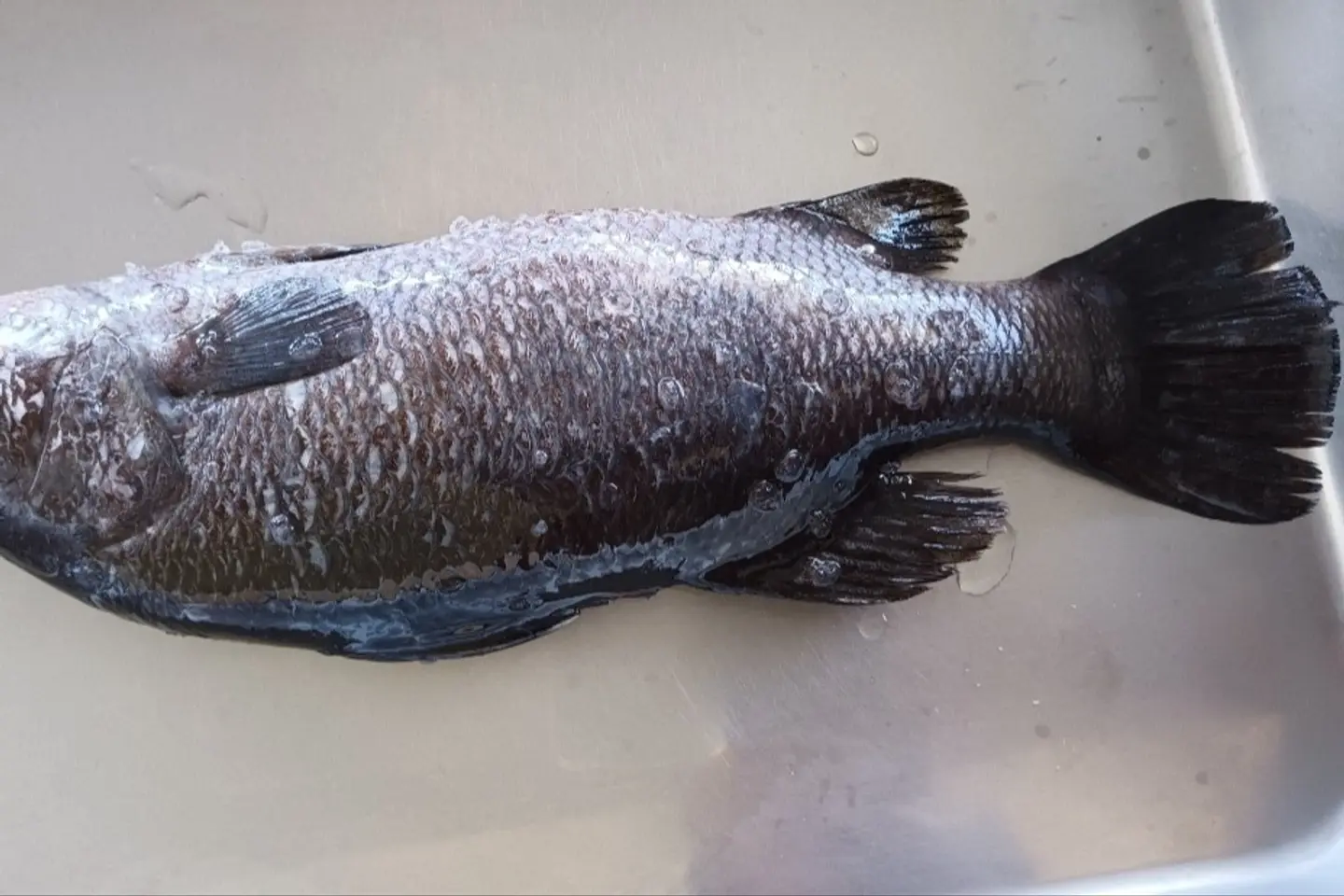 Grilled Sea Bass - 750 G