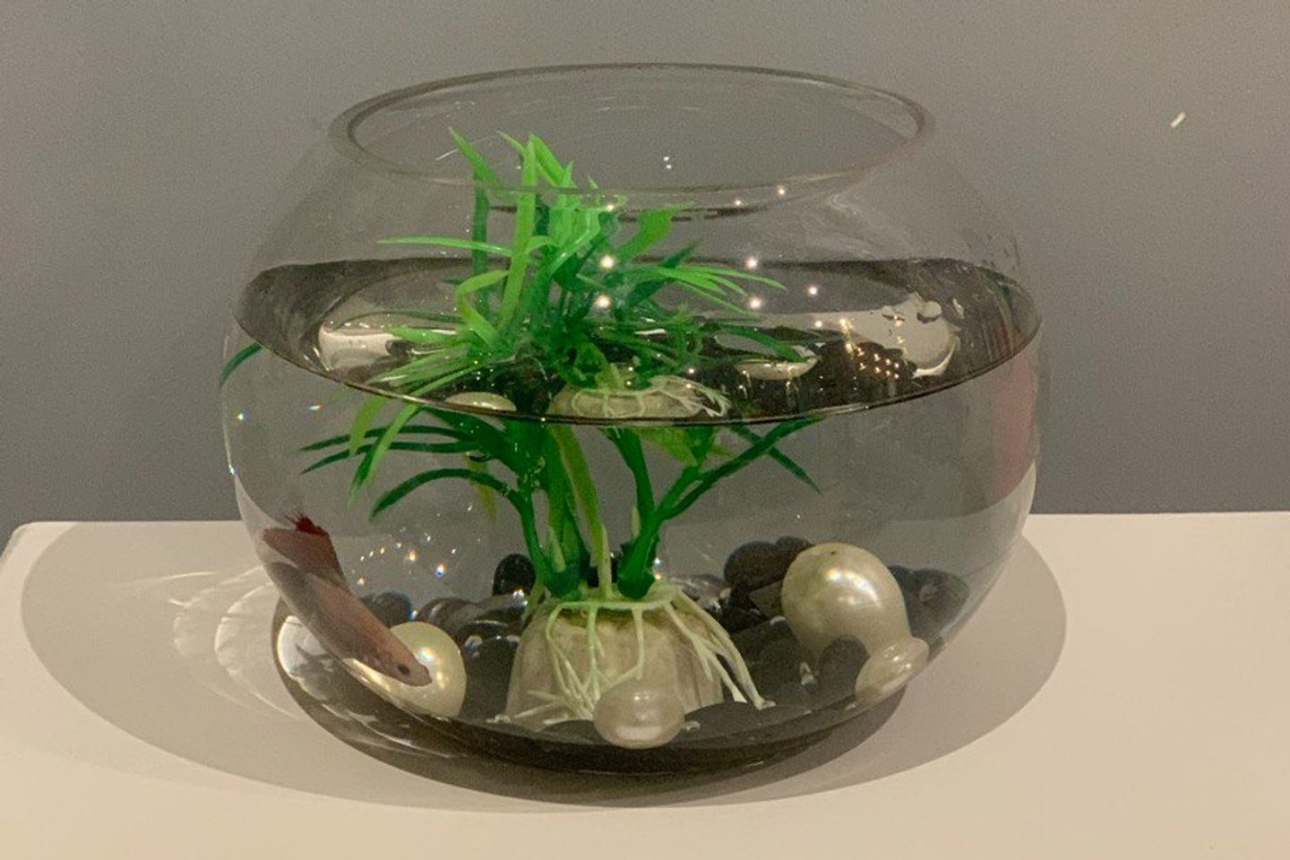Fighter Fish With Vase - Fighter Fish With Vase