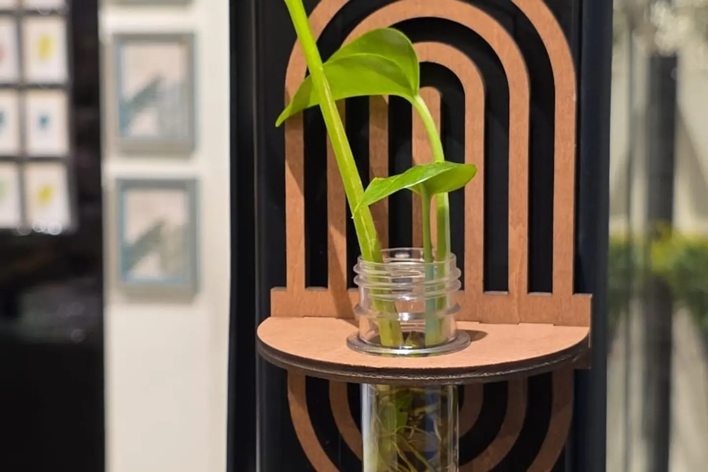 النبات المعلق الخشبي ٢ - غصن بوتس