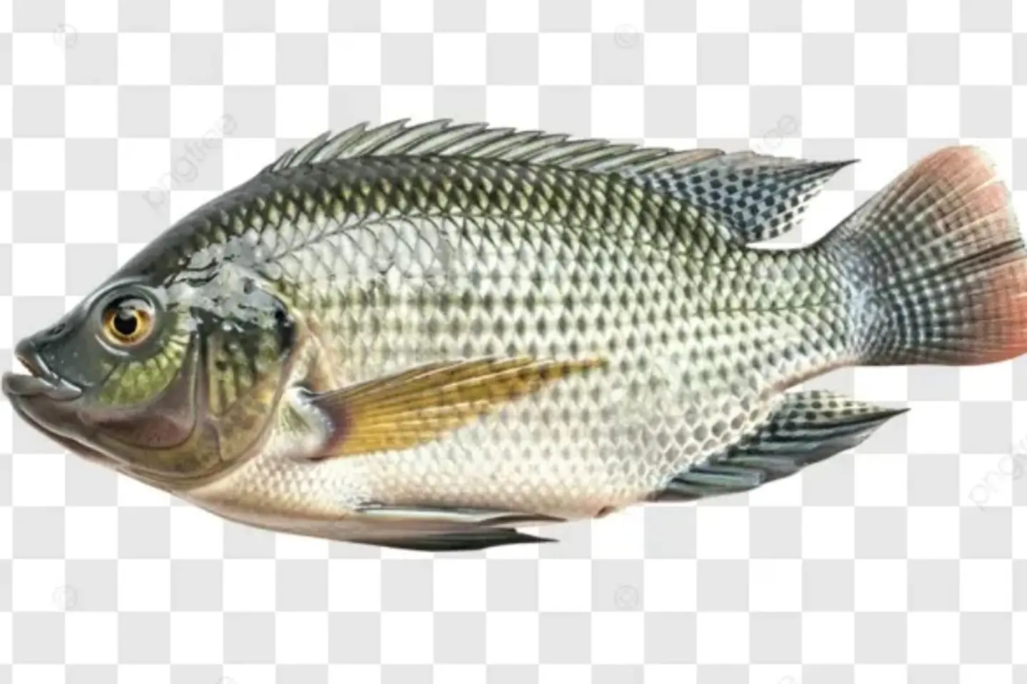 Balti - Fried 500 Grams