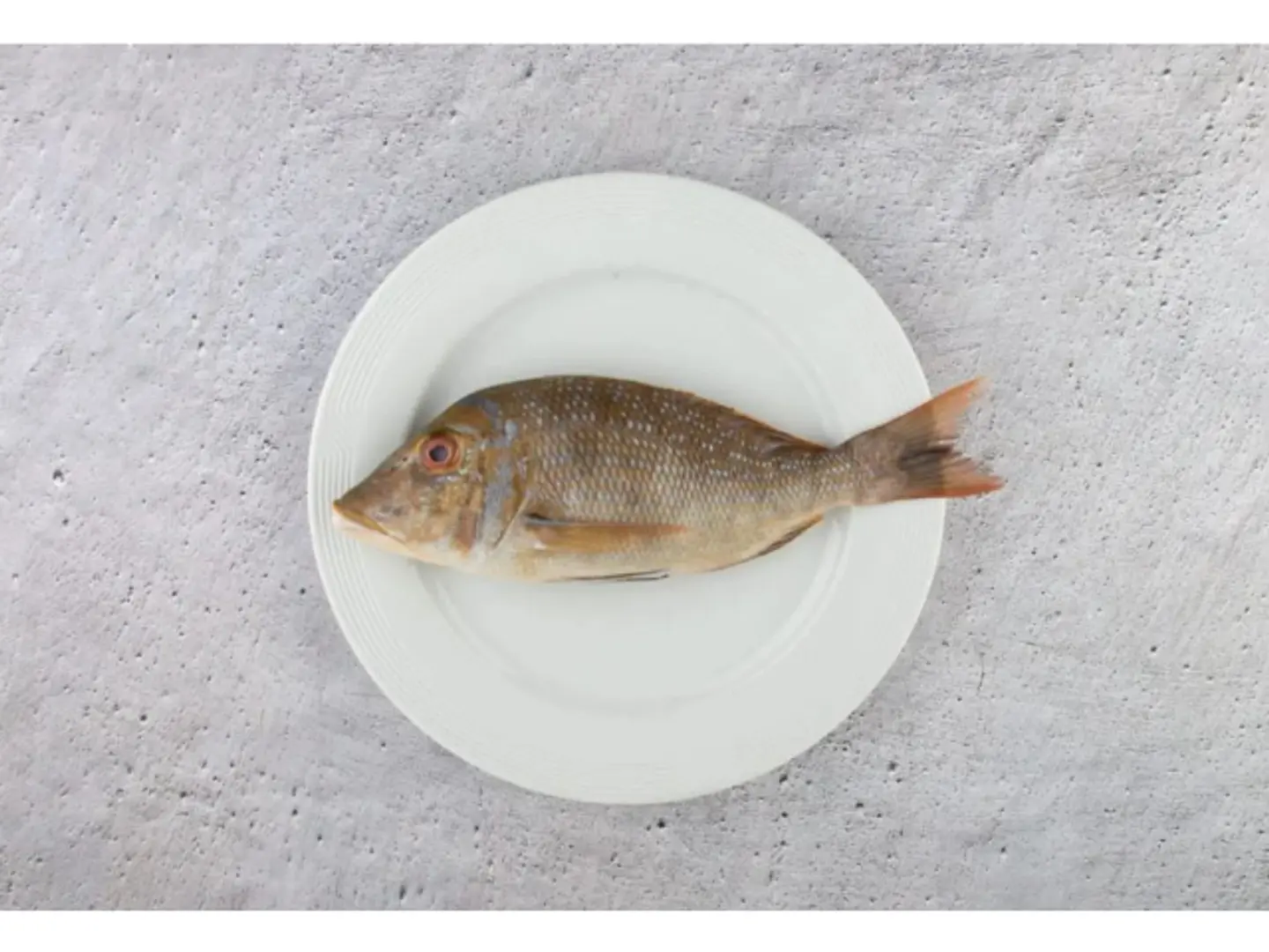 Grouper - 500 Grams