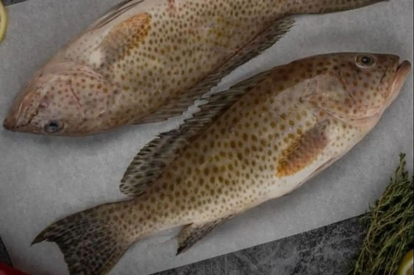 Hamoor Fish Magli - Kilo Hamoor Fry