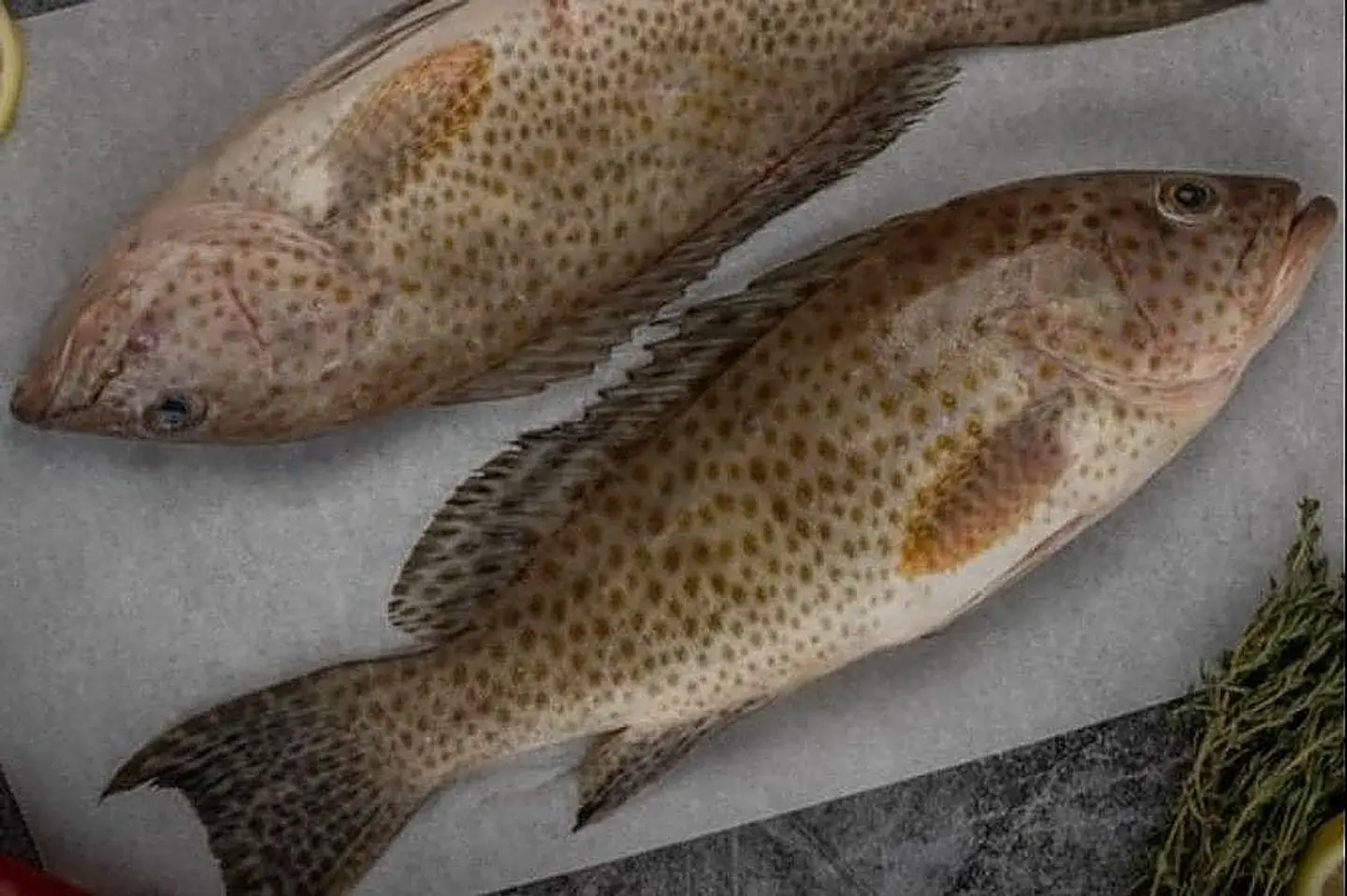 Hamoor Fish Magli - Kilo Hamoor Fry