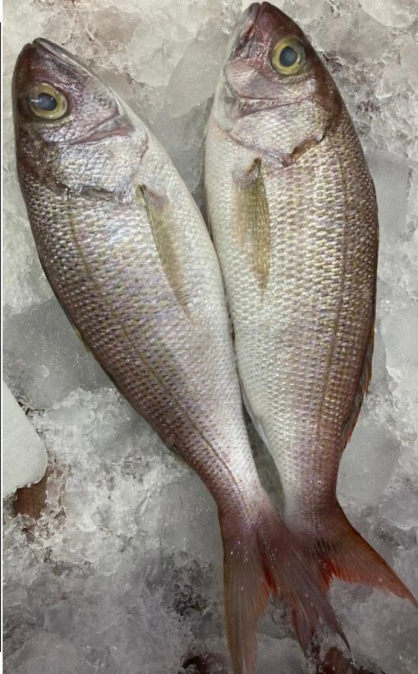 سمك فارس شبابي - 500 جرام