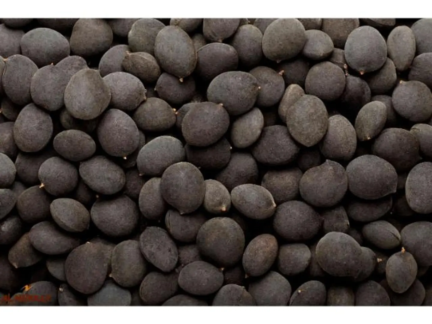 Red Java Plums - 250 Grams