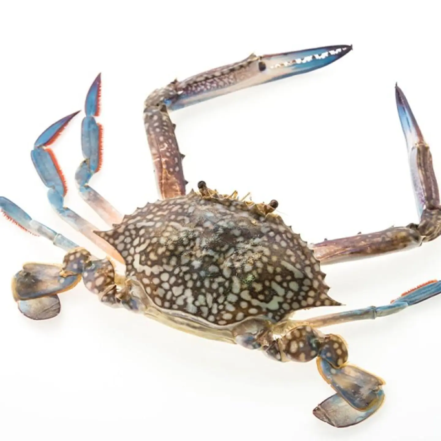 Crab - 1 Kg