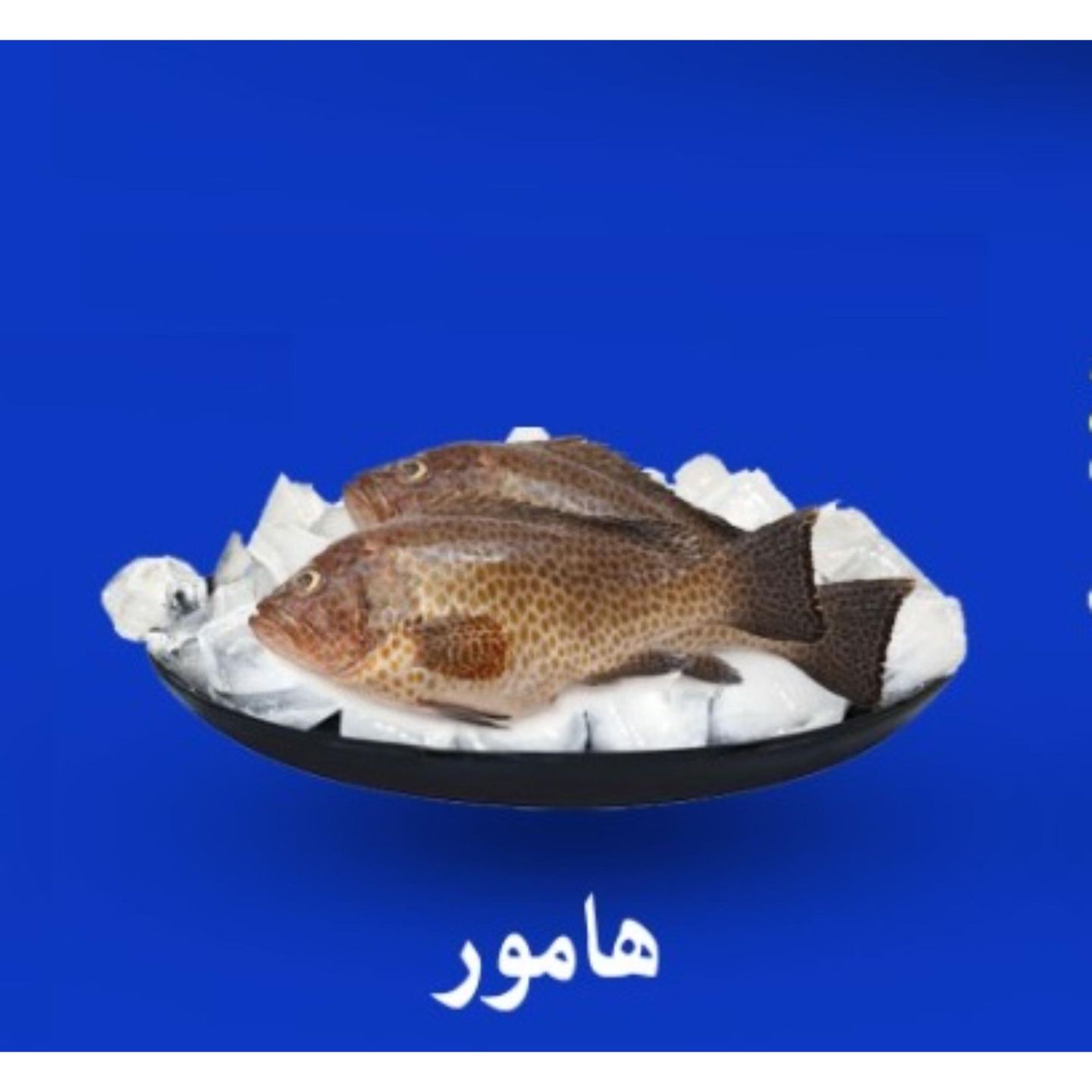 سمك هامور  - مقلي