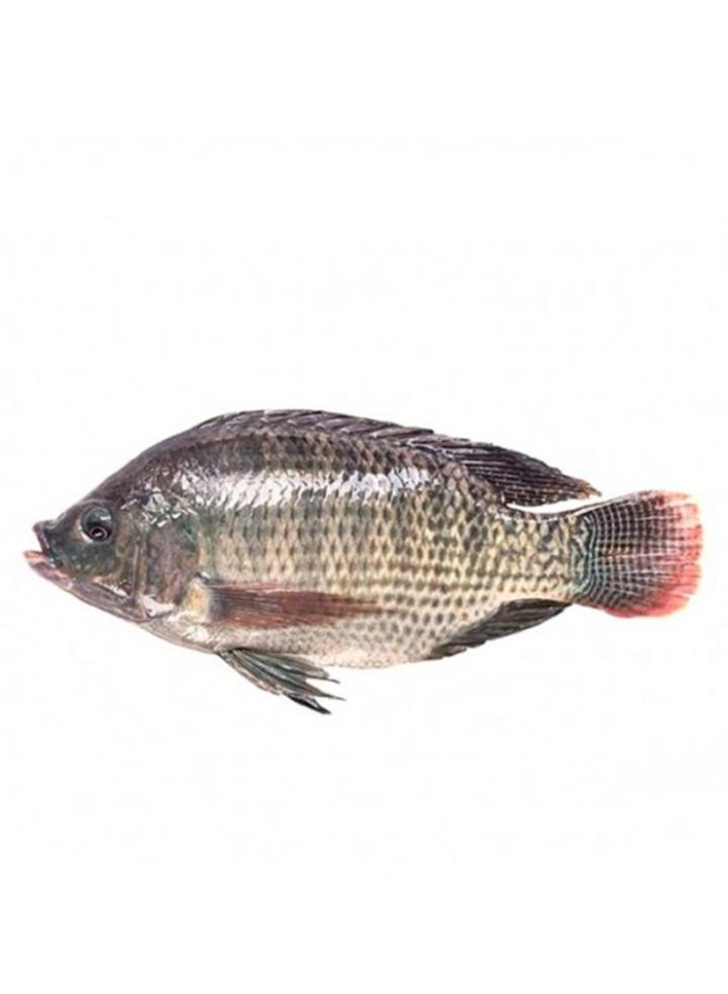 Tilapia - 500 Grams