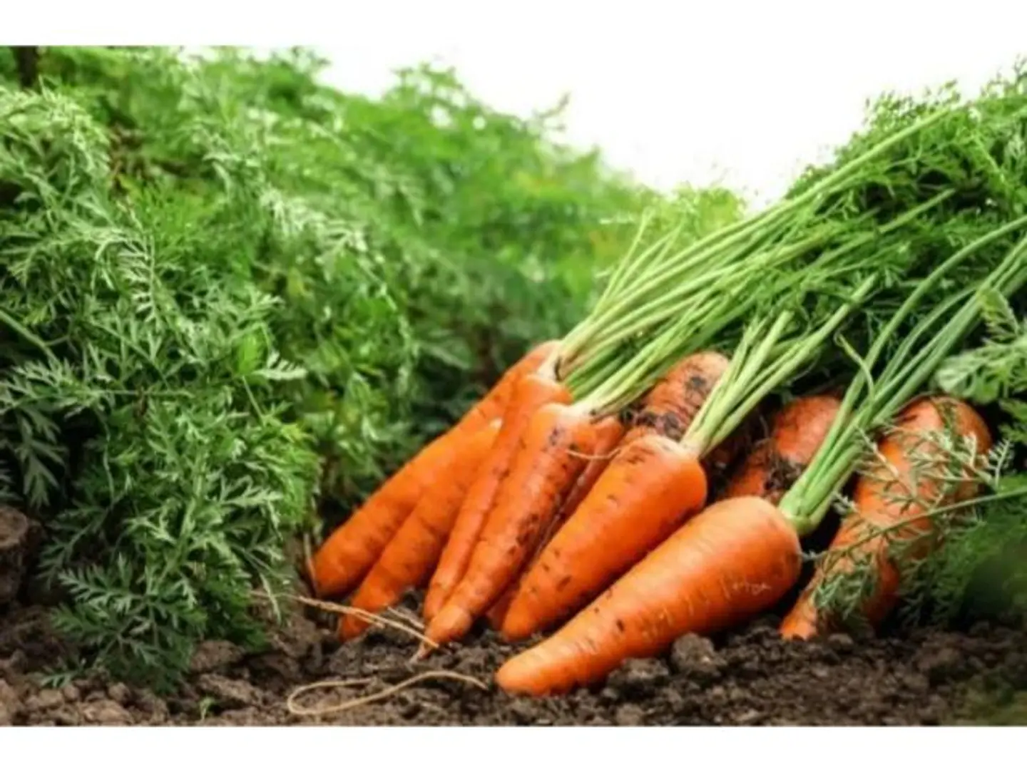 Carrot - 500 Gram