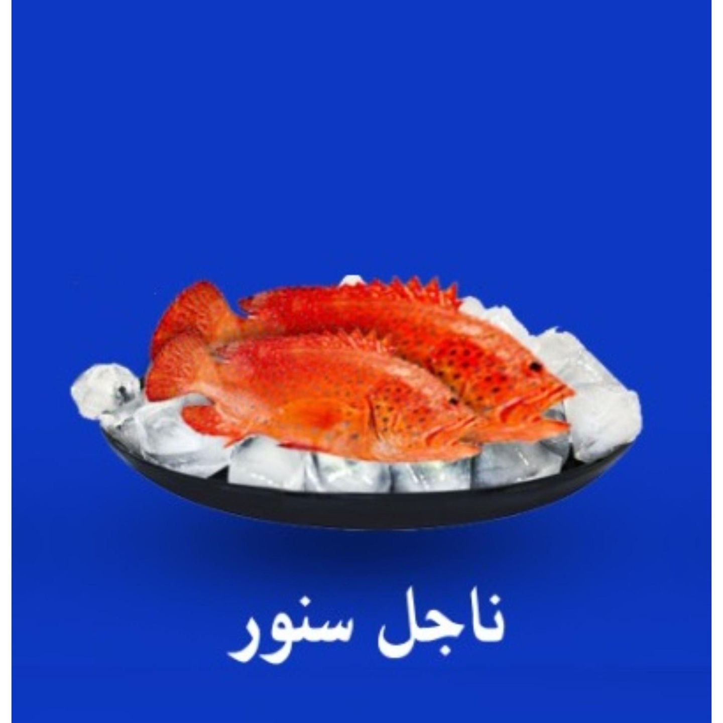 سمك ناجل سنور  - مقلي