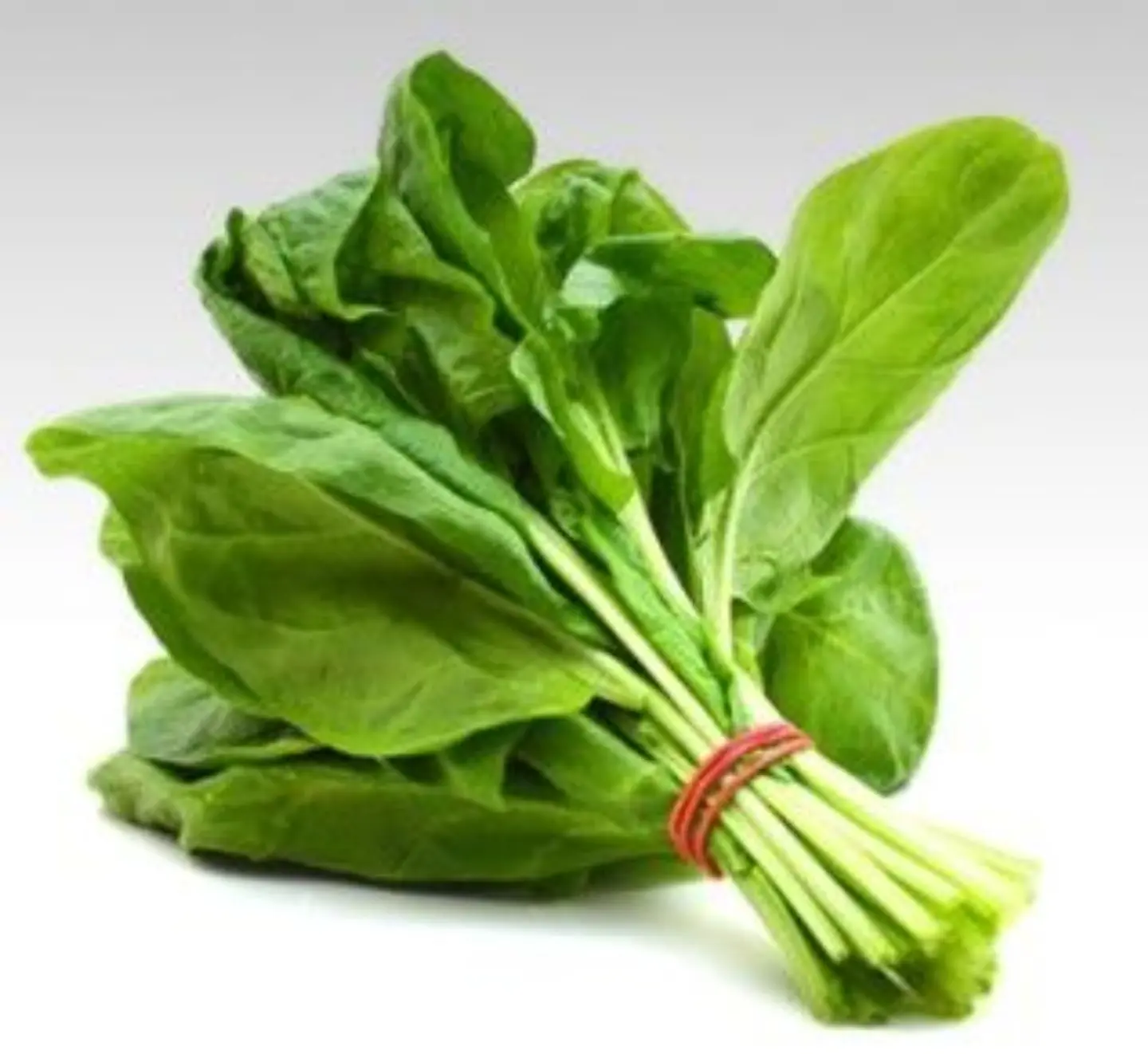 Spinach - Medium