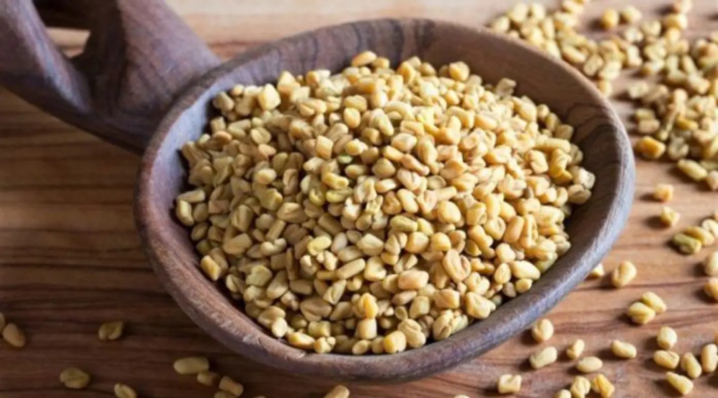 حلبة - صغير