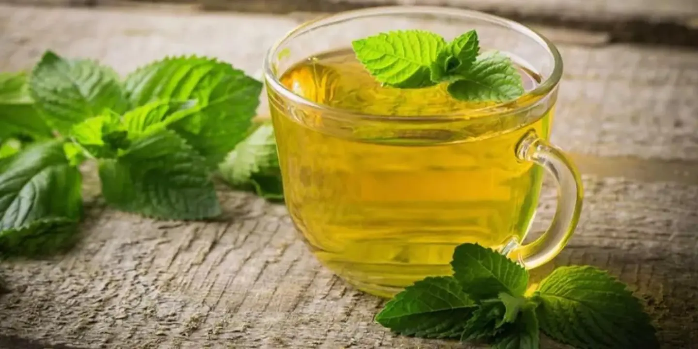 نعناع طائفي - صغير