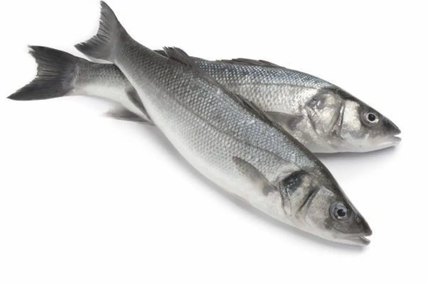 قاروص - نصف كيلو