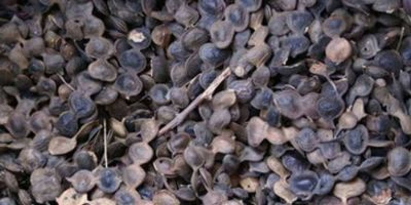 Seed Qard - Kilo