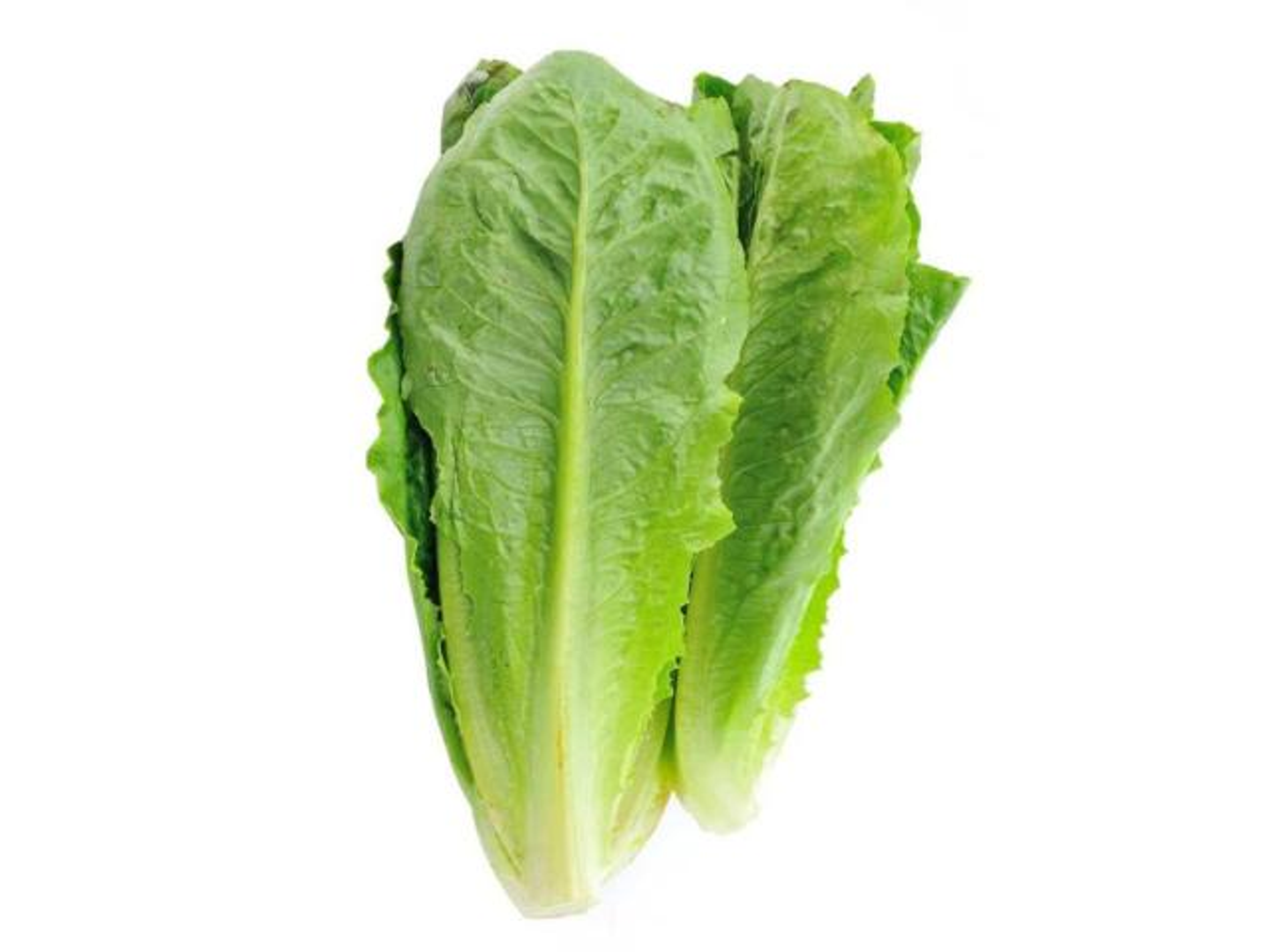 Lettuce - 49 Kilo
