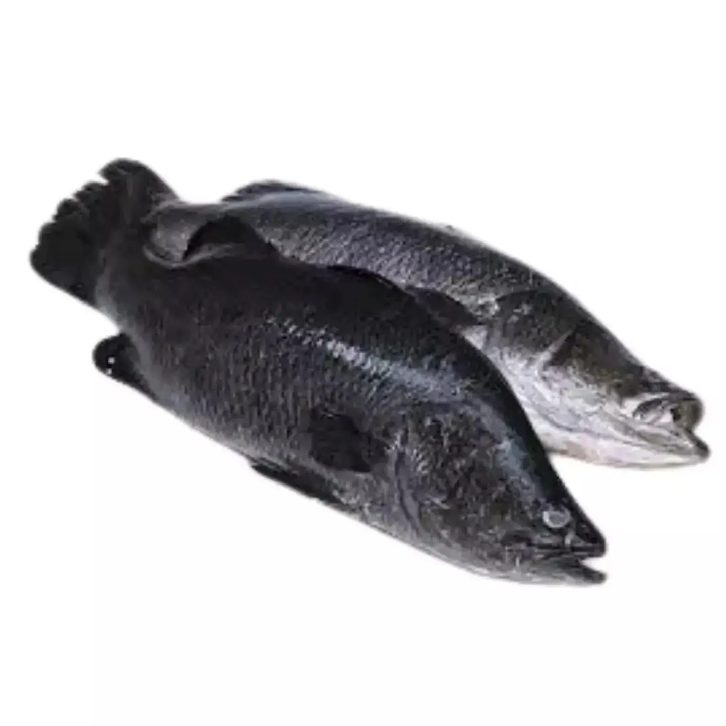 Sea Bass Fish - Fried