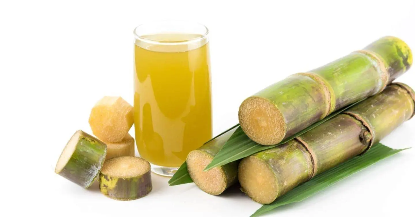 Sugar Cane - Medium