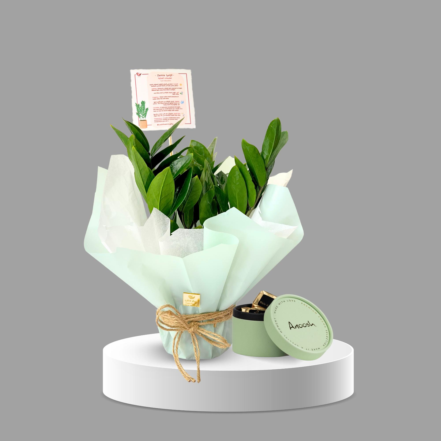 نبات الزاميا - بدون شوكلت