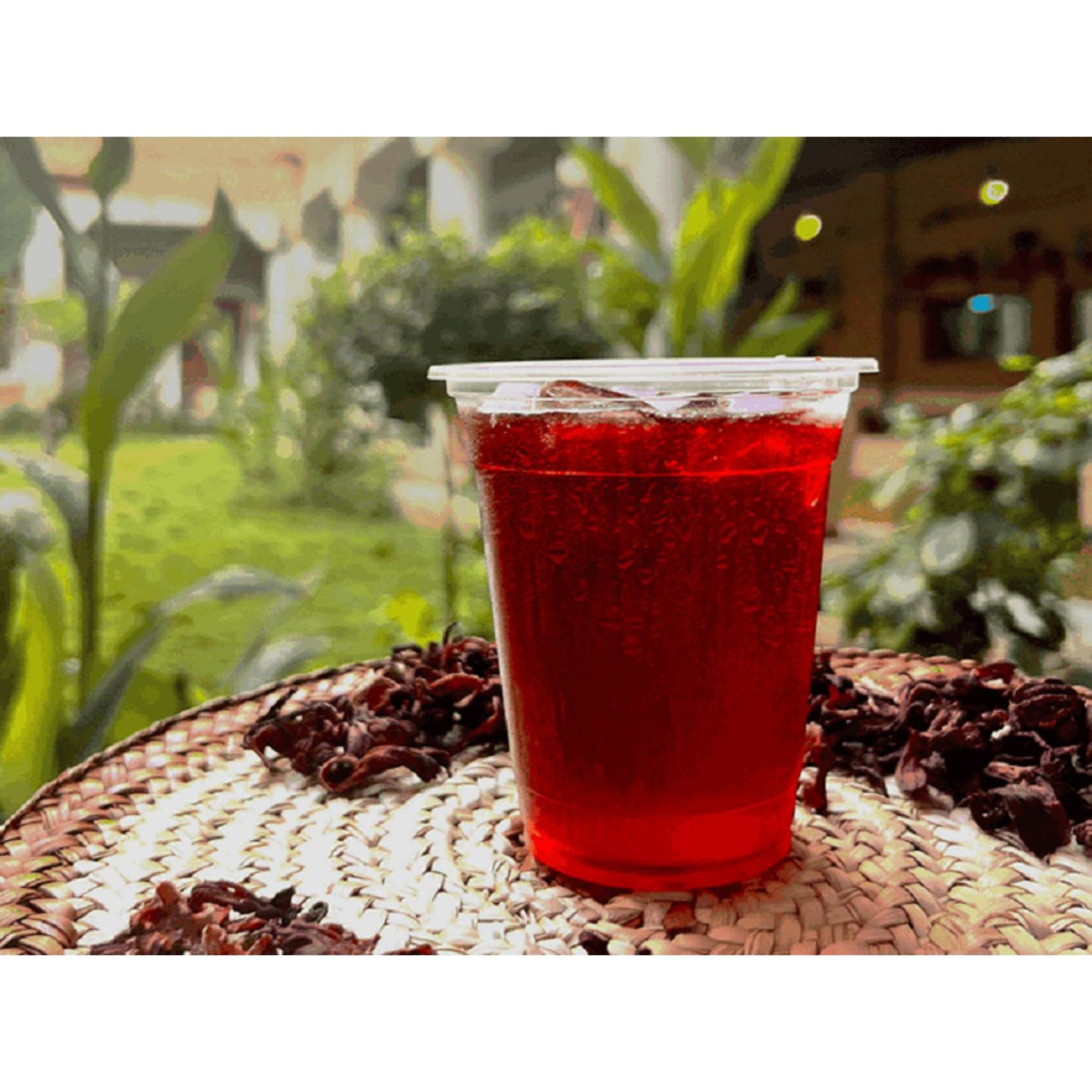 Roselle - Small