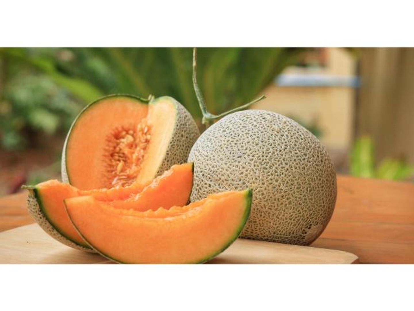 Melon - Medium