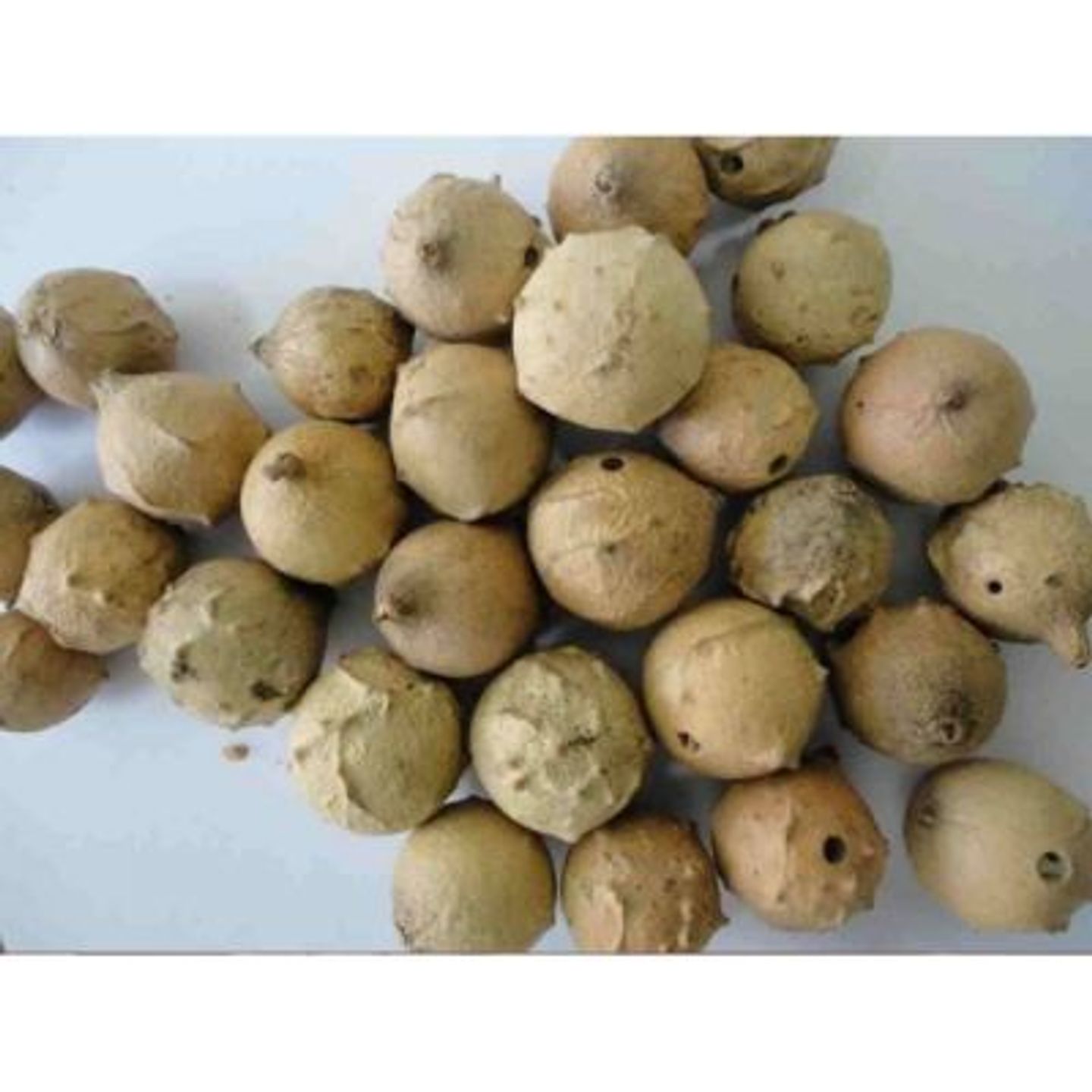 Seed Eafas - Kilo