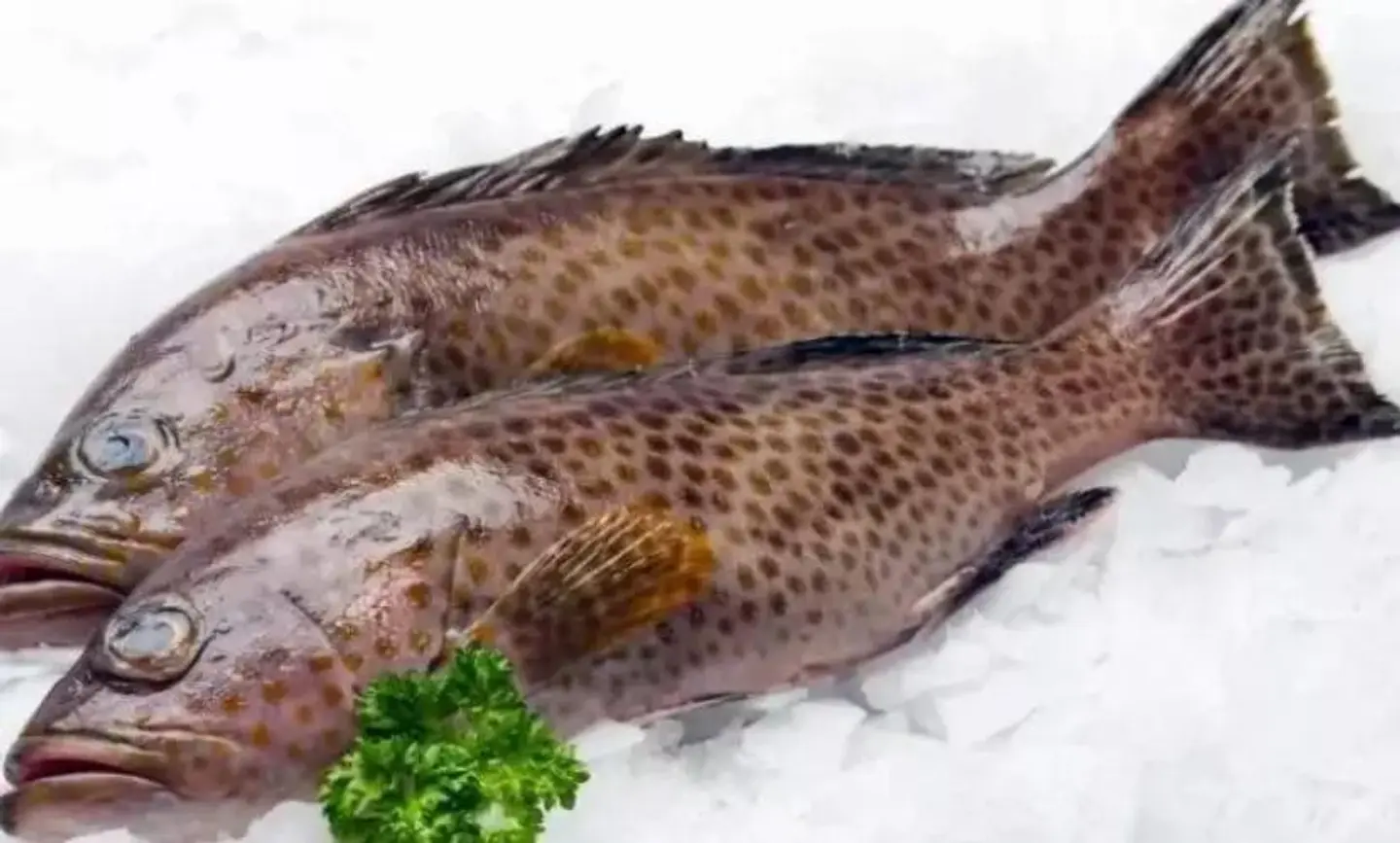 Grouper Fish - Fried