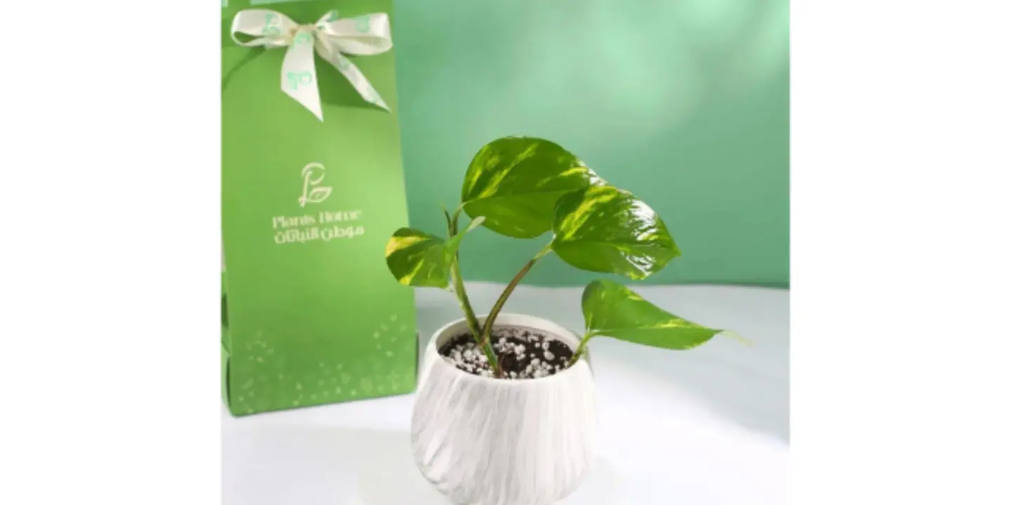 موطن النباتات cover