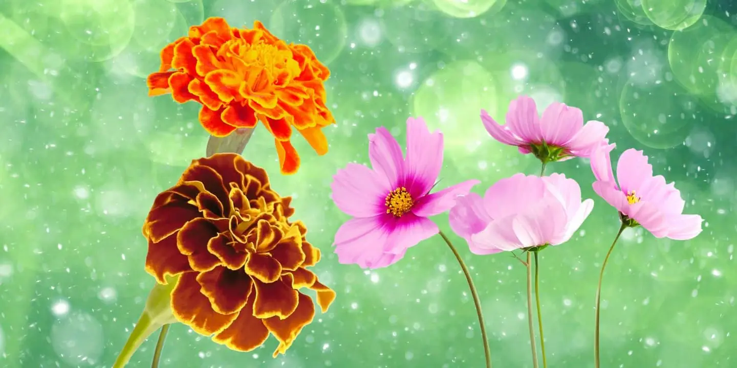 Bilinsa flowers cover