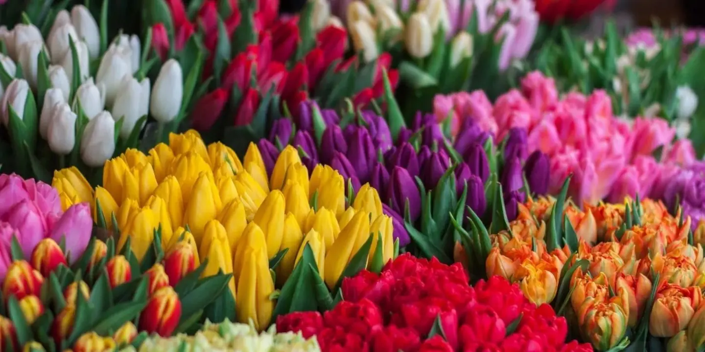 Farah Land Flowers cover