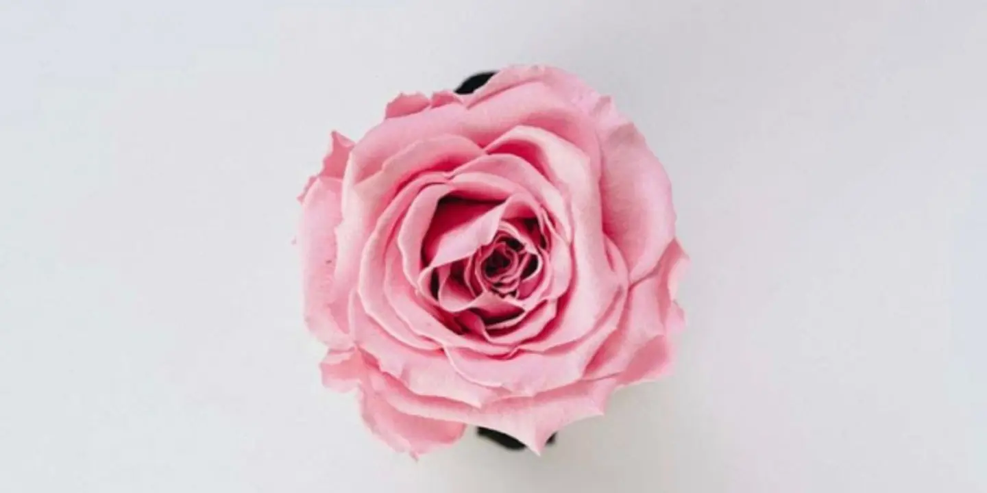 هاف روز cover
